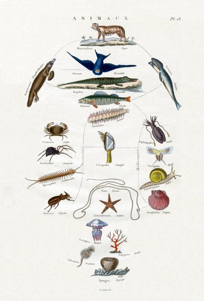 Evolution, 1833-39 by French School